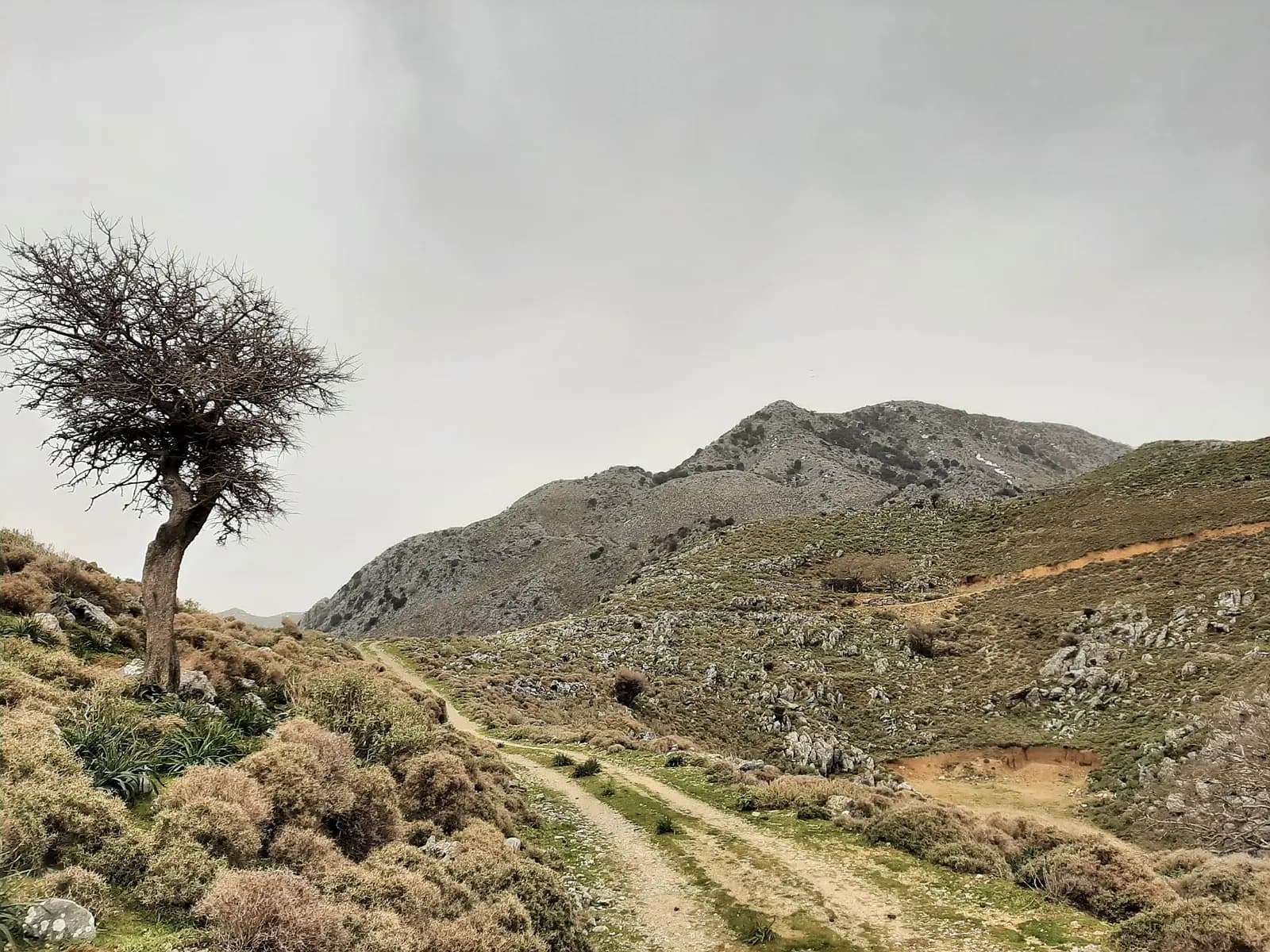 Picture of omanite