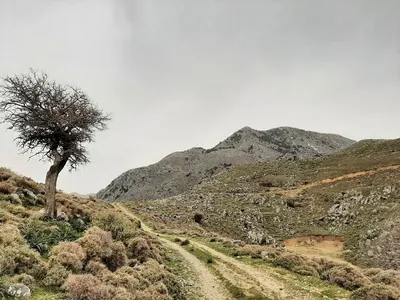 omanite